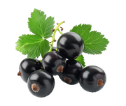 Black currant