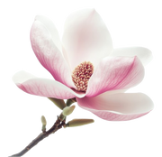 Magnolia