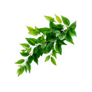Green notes
