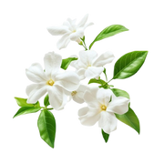 Jasmine