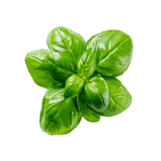 Basil