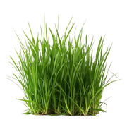 Vetiver