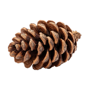 Cedarwood