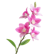 Orchid