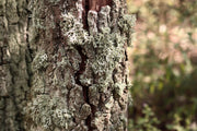 Oak moss