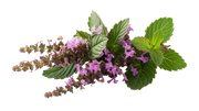 Patchouli